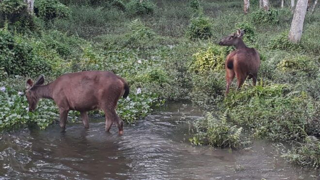 Nepal: Chitwan National Park 3-Day Jungle Tower Stay - Accommodations Information