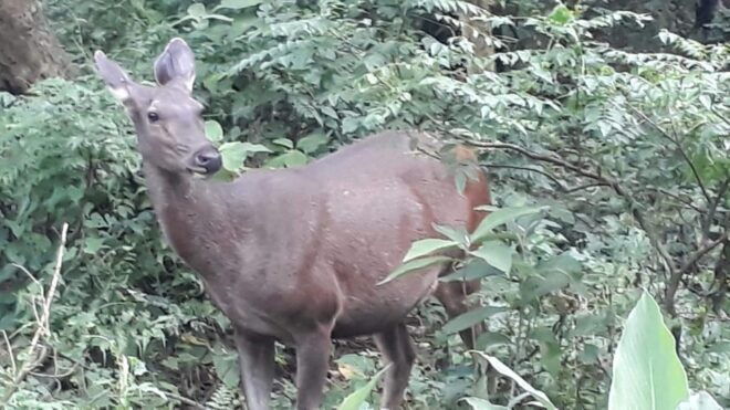 Nepal: Chitwan National Park 3-Day Jungle Tower Stay - Travel Tips and Recommendations