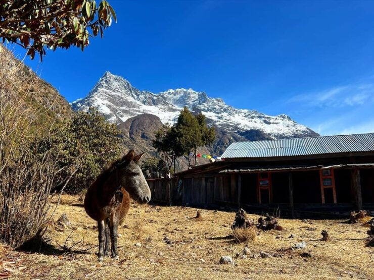 Nepal: Kanchenjunga South Base Camp Trek - 16 Days - Key Points