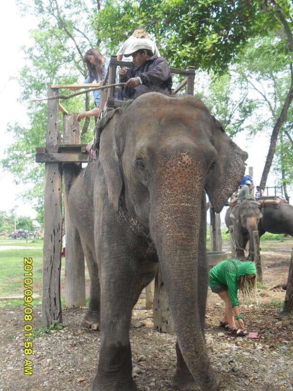 Nepal: Kathmandu and Chitwan National Park Tour - Good To Know