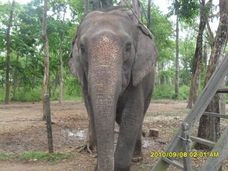 Nepal: Kathmandu and Chitwan National Park Tour - Exploring Kathmandu: The Cultural Heartbeat