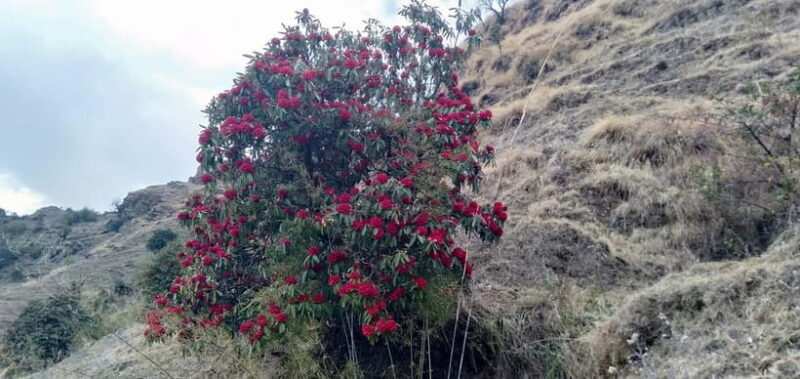 Nepal: Khopra Ridge Trek - The Itinerary Breakdown