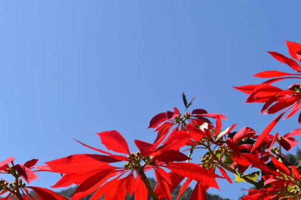 Nepal: Manaslu Circuit Trekking - Mountain of the Spirit - Questions You May Have