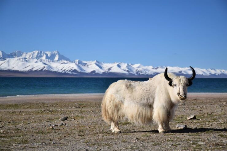 Nepal Tibet Tour 8 Days - Tour Duration and Availability