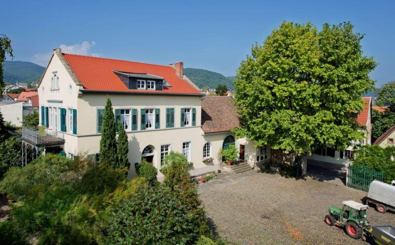 Neustadt: Wine tasting with cellar tour and vineyard tour - An In-Depth Look at the Experience