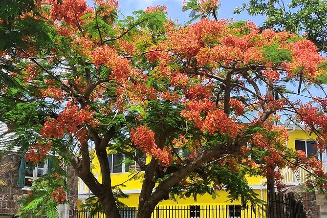 Nevis Island Historical Private Tour - Good To Know