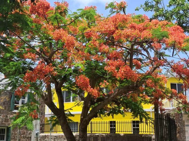 Nevis: Island Tour with Hot Springs and Historical tour - Final Words
