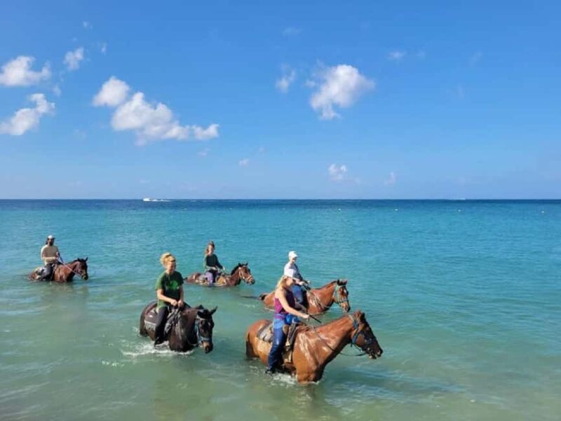 Nevis: Private Horseback Ride and Swim in the Caribbean Sea - Analyzing the Value