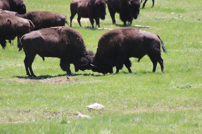 NEW! All Inclusive: Black Hills and Beyond - Itinerary Highlights
