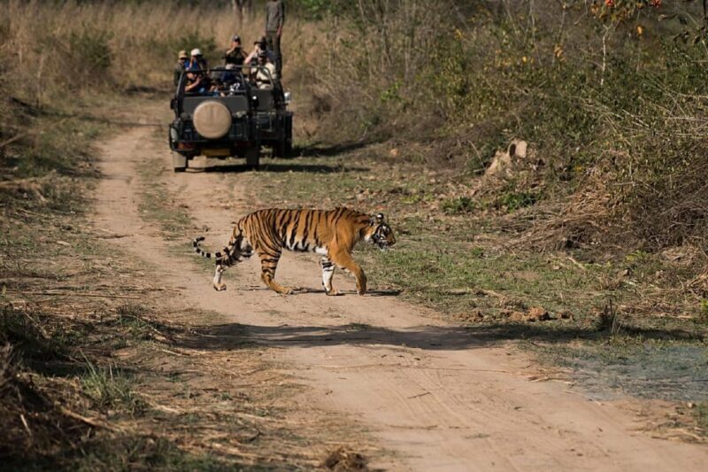 New Delhi: Jim Corbett National Park Safari (Tiger) Spotting - Who Is This Tour Best For?