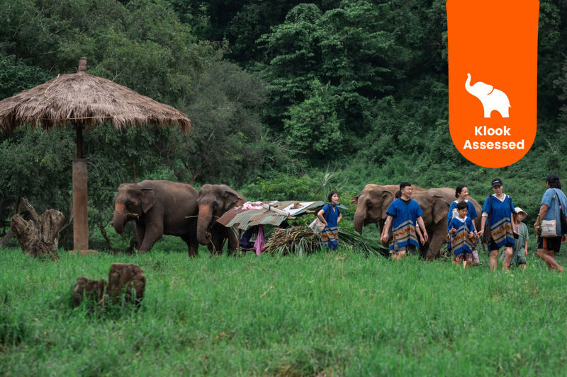 New Elephant Home Elephant Conservation Center in Chiang Mai - At a glance