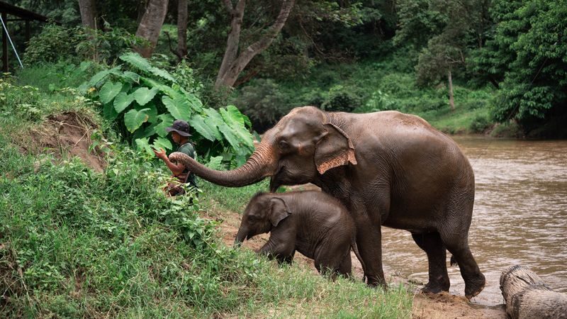 New Elephant Home Elephant Conservation Center in Chiang Mai - A close encounter built around care