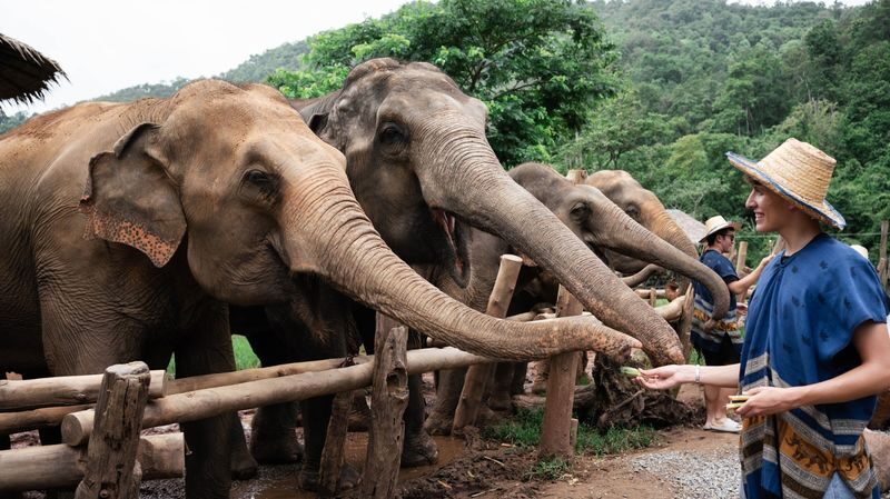 New Elephant Home Elephant Conservation Center in Chiang Mai - Bamboo rafting and Bua Tong Waterfall