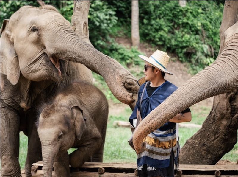New Elephant Home Elephant Conservation Center in Chiang Mai - The Karen village option