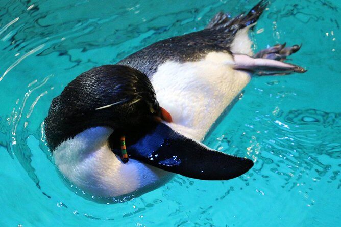 New England Aquarium Admission Ticket in Boston - Who Should Visit the New England Aquarium?