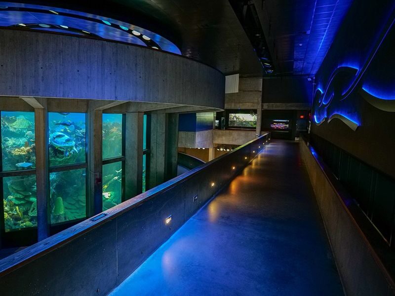 New England Aquarium Ticket - Make time for the touch tank and child-focused exhibits