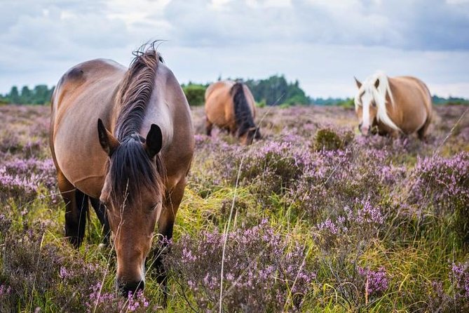 New Forest Day Out Private Tour From Southampton - Inclusions