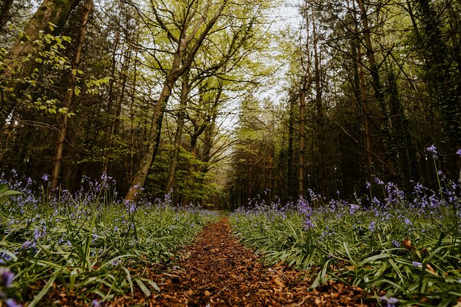 New Forest Tour App, Hidden Gems Game and Big Britain Quiz (7 Day Pass) UK - Self-Guided Tour and Treasure Hunt