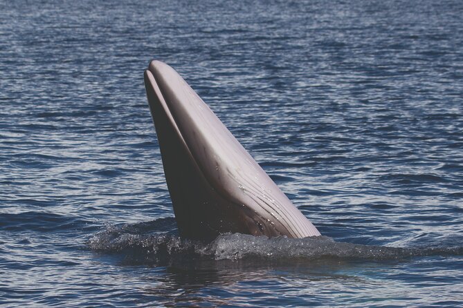 NEW Lagos-Watching Dolphins and Benagil Cave With Biologists - Cancellation Policy and Changes