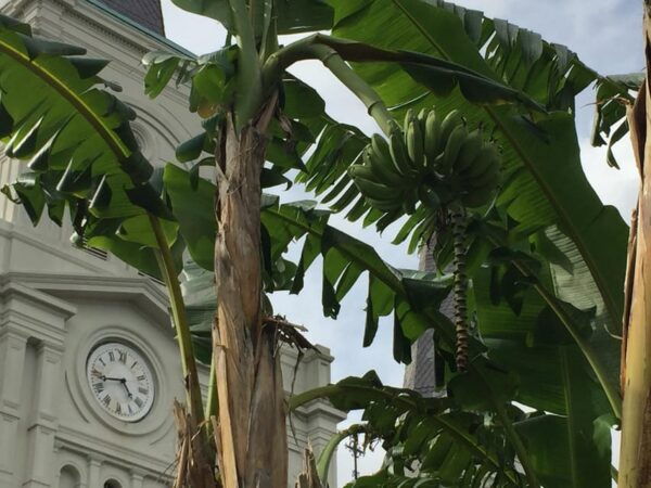 New Orleans: 45 Minutes in Jackson Square - Meeting Point