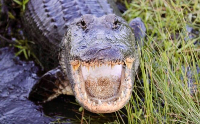 New Orleans: 6 Passenger Premium Airboat Swamp Tour - Tour Details