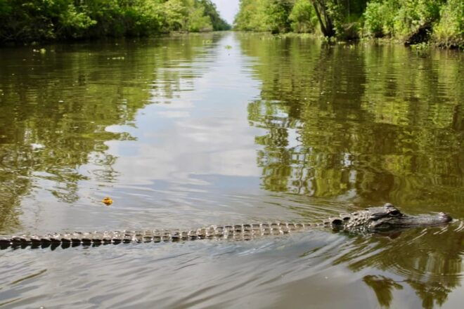 New Orleans: 6 Passenger Premium Airboat Swamp Tour - Booking Information