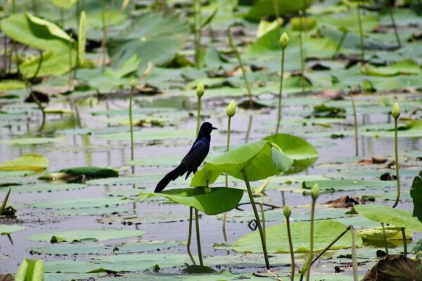 New Orleans: 6 Passenger Premium Airboat Swamp Tour - Wildlife Encounters
