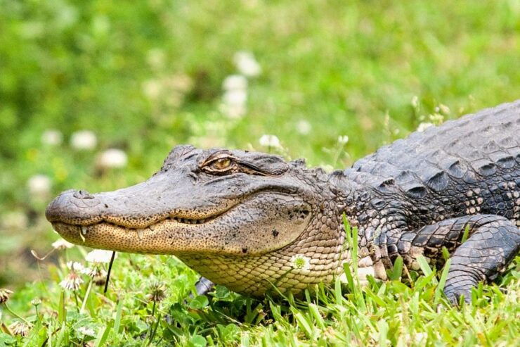 New Orleans Airboat Adventure Tour - Experience Highlights