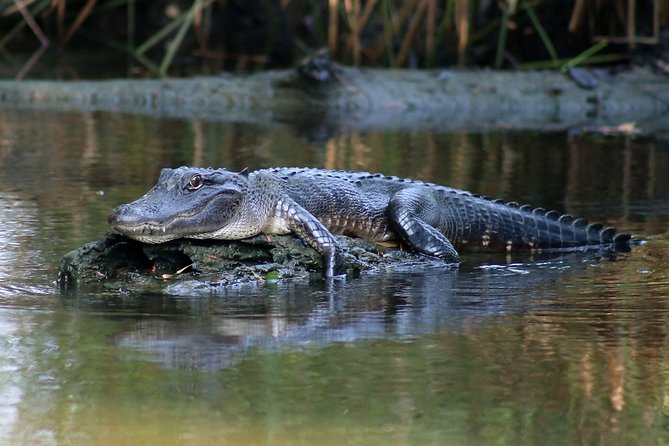 New Orleans Airboat Ride - The Sum Up