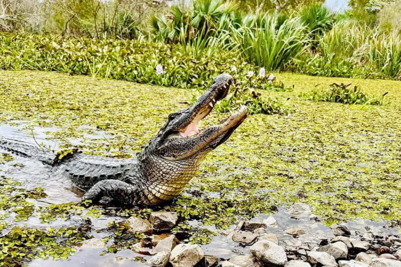 New Orleans: Airboat Swamp Adventure with Transportation - The Itinerary: What to Expect from Start to Finish
