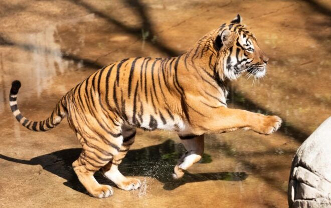 New Orleans: Audubon Zoo Ticket and Combination Option - Accessibility and Important Information