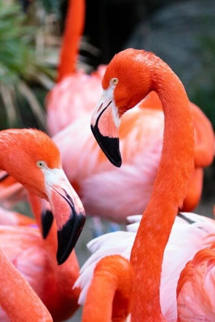 New Orleans: Audubon Zoo Ticket and Combination Option - Customer Reviews and Feedback