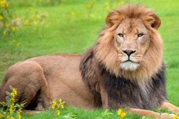 New Orleans: Audubon Zoo Ticket and Combination Option - The Sum Up