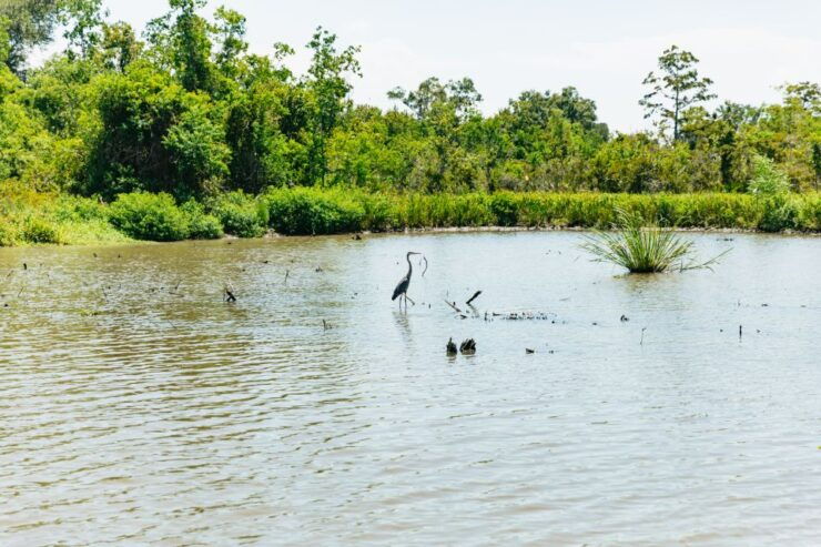 New Orleans: Bayou Tour in Jean Lafitte National Park - Location and Provider