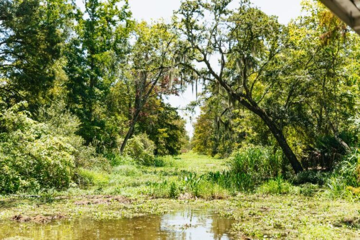 New Orleans: Bayou Tour in Jean Lafitte National Park - Tour Details