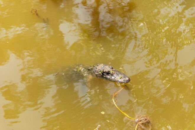 New Orleans: Bayou Tour in Jean Lafitte National Park - Inclusions and Meeting Point