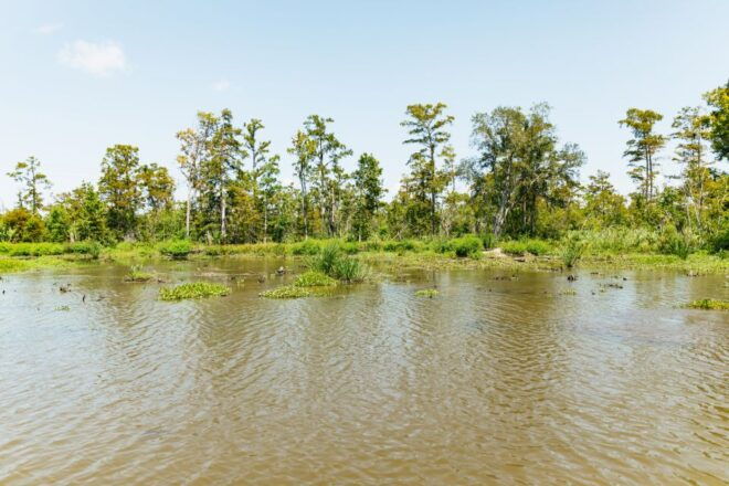 New Orleans: Bayou Tour in Jean Lafitte National Park - Pricing and Description