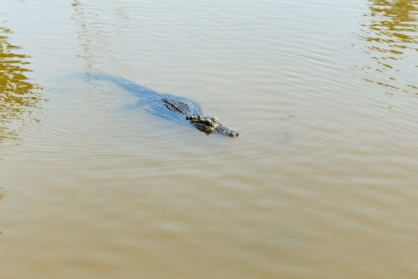 New Orleans: Bayou Tour in Jean Lafitte National Park - Customer Reviews