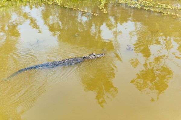 New Orleans: Bayou Tour in Jean Lafitte National Park - The Sum Up