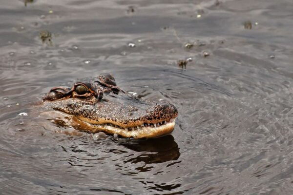 New Orleans: Destrehan Plantation & Airboat Combo Tour - Live Tour Guide Availability