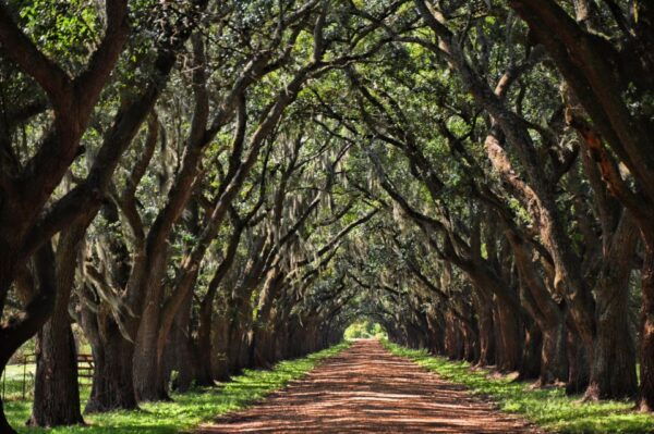 New Orleans: Destrehan Plantation, Houmas House & Lunch - Common Questions