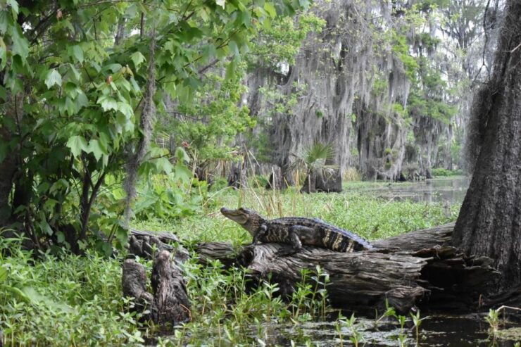 New Orleans: Extended Manchac Swamp Kayak Tour - Booking Details
