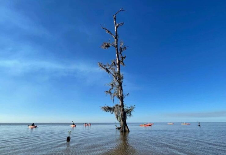 New Orleans: Extended Manchac Swamp Kayak Tour - Experience Highlights
