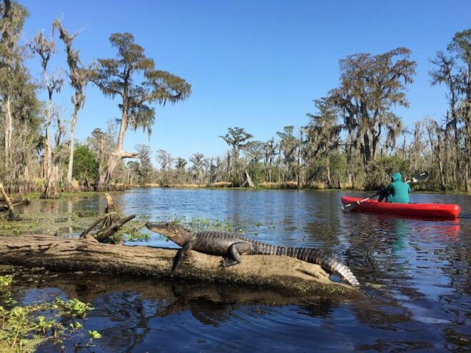 New Orleans: Extended Manchac Swamp Kayak Tour - Tour Description