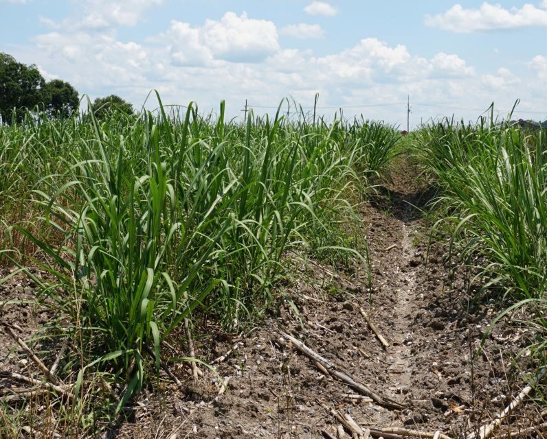 New Orleans: Felicity Plantation Guided Tour - Who Should Consider This Tour?