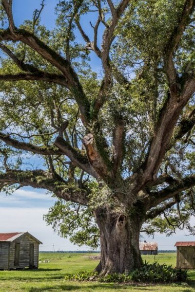 New Orleans: Felicity Plantation Guided Tour - Important Notes