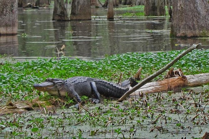 New Orleans Full-Day City Tour and Swamp Tour Combo - Cancellation Policy