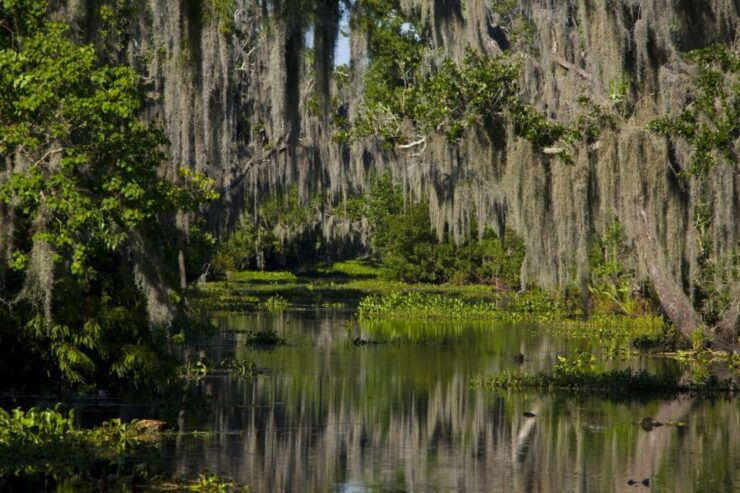 New Orleans: High Speed 16 Passenger Airboat Ride - Activity Details