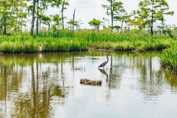 New Orleans: High Speed 9 Passenger Airboat Tour - The Sum Up