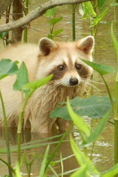 New Orleans: Honey Island Swamp and Bayou Boat Tour - Good To Know